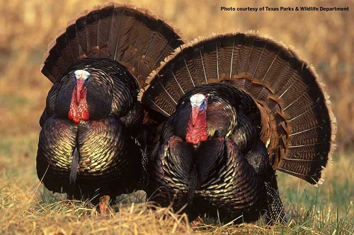 041719_turkeys-1.jpg