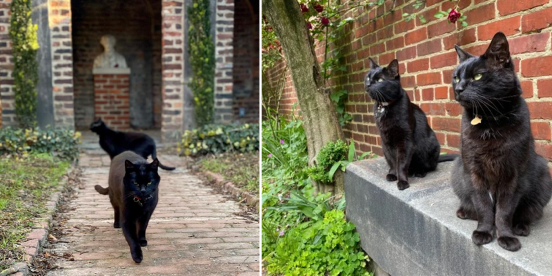 Delilah-cat-vactaion-cover2-800x400.png